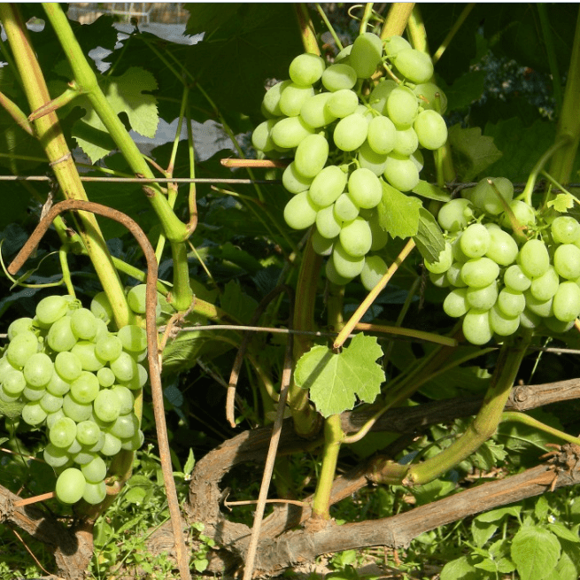 Виноград Ювендана: описание и характеристики сорта, особенности ухода и выращивания, фото, отзывы - информация и советы