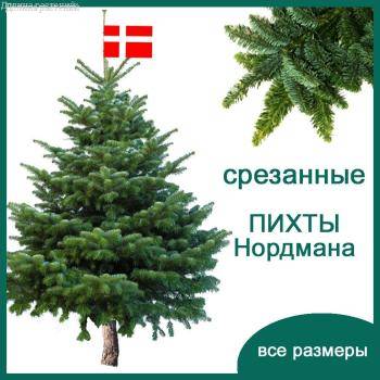 Живые новогодние ПИХТЫ Нордмана срезанные от 80 см. до 3.5м. - Dolinasad.by