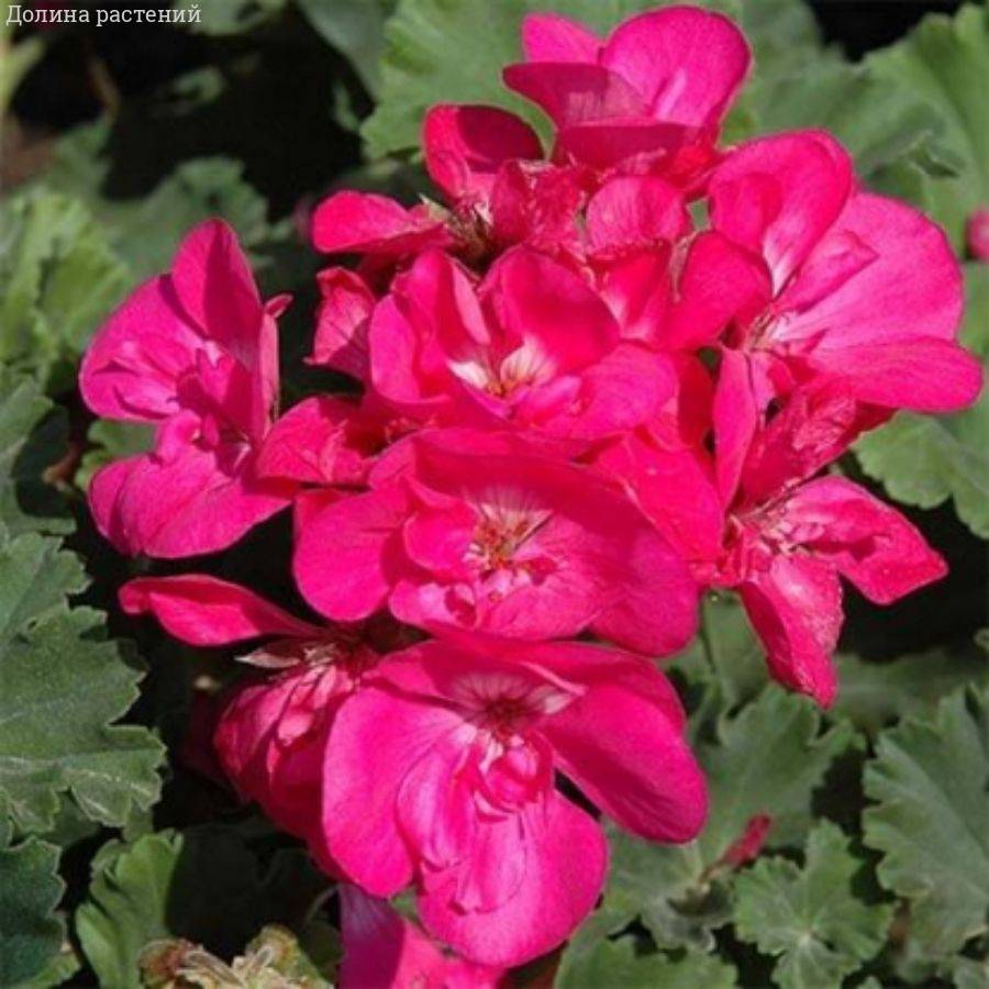 Пеларгония зональная Саванна Блю - Dolinasad.by
