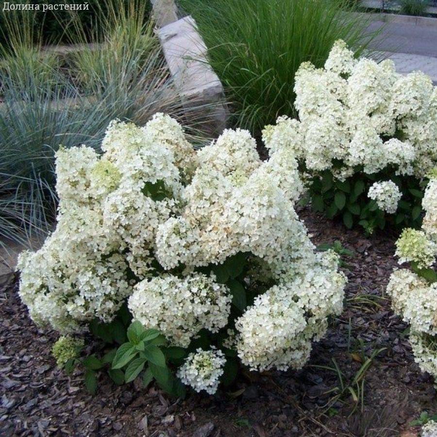 Гортензия метельчатая Бобо, С3 - Dolinasad.by