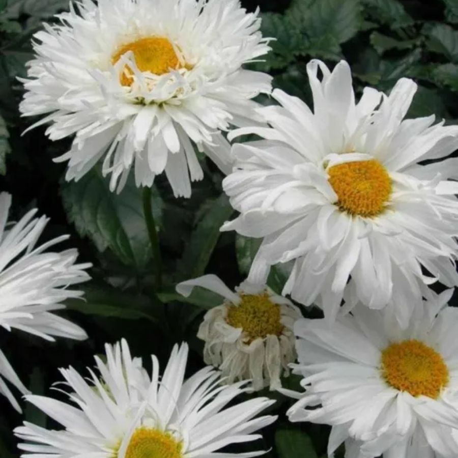 Нивяник крупный Сноудрифт - Dolinasad.by