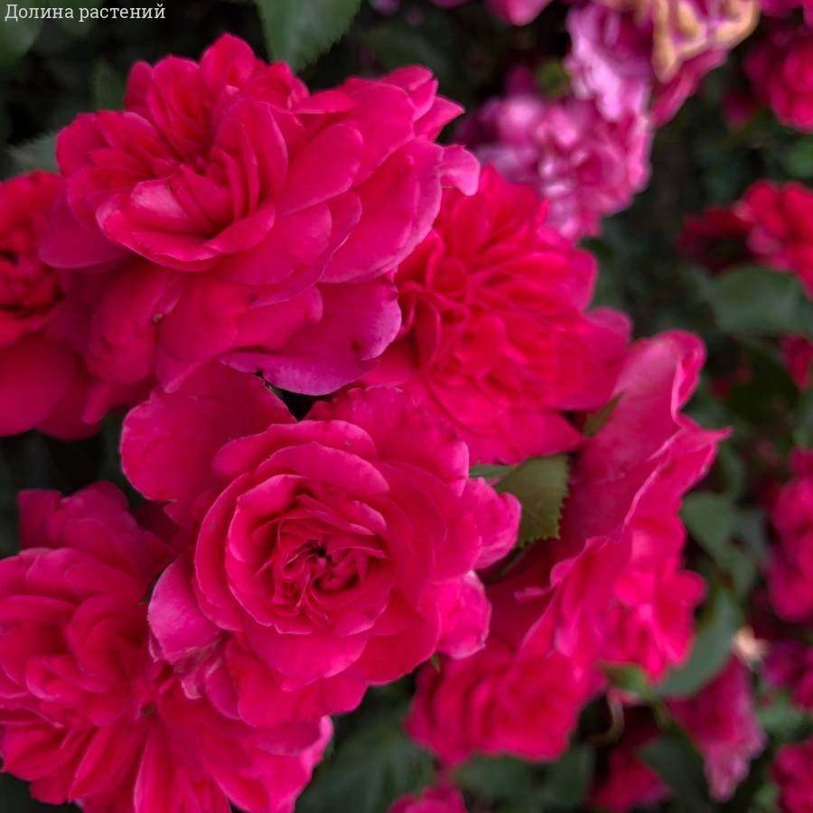 Роза Сангрия - Dolinasad.by