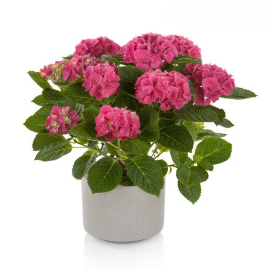 Гортензия крупнолистная Хай Кэнэл Гортензия крупнолистная Хай Кэнэл - Dolinasad.by