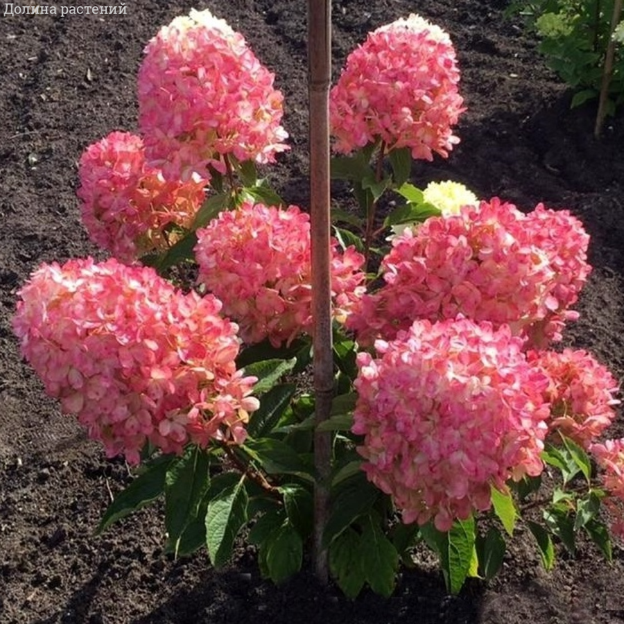 Гортензия метельчатая Расберри Пинк, С2 - Dolinasad.by
