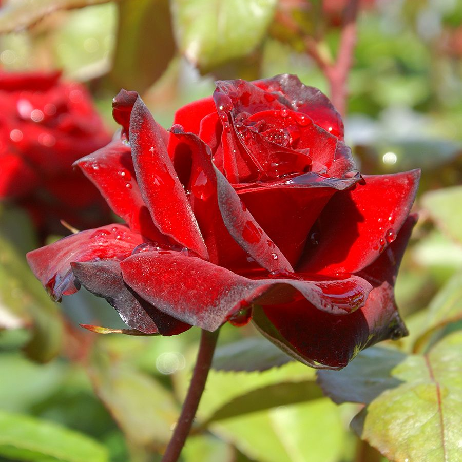 Роза штамбовая Николо Паганини - Dolinasad.by