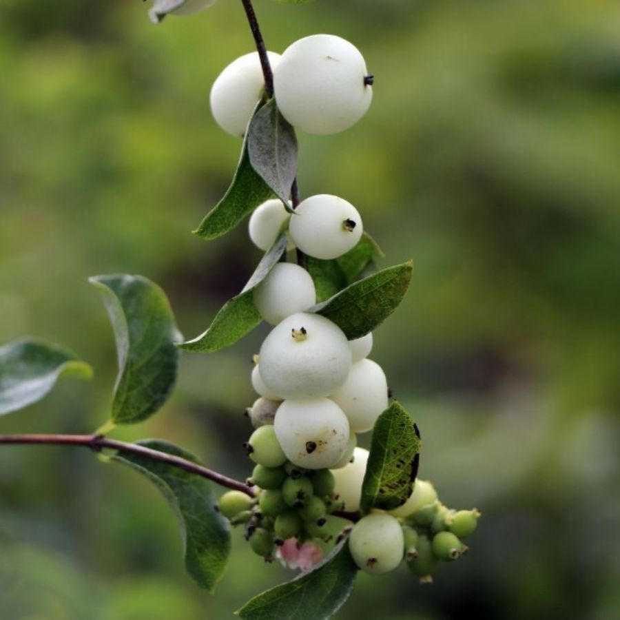 Снежноягодник  Доренбоза  Вайт Хедж, С2 - Dolinasad.by