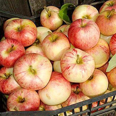  Несколько приемов, которые позволят вашим яблочкам храниться дольше