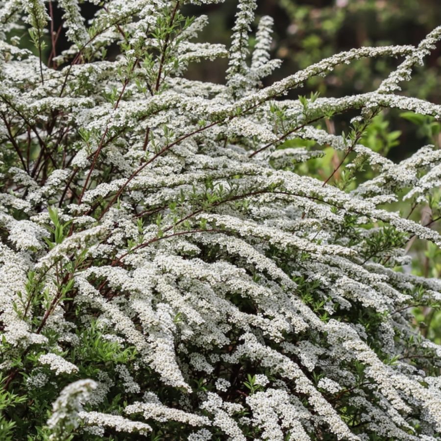 Спирея тунберга - Dolinasad.by