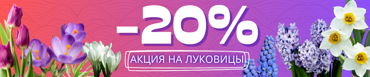 акция на луковицы