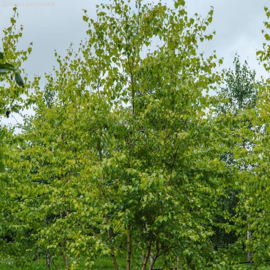 Береза повислая Шневердингер Гольдбирк, С3 - Dolinasad.by
