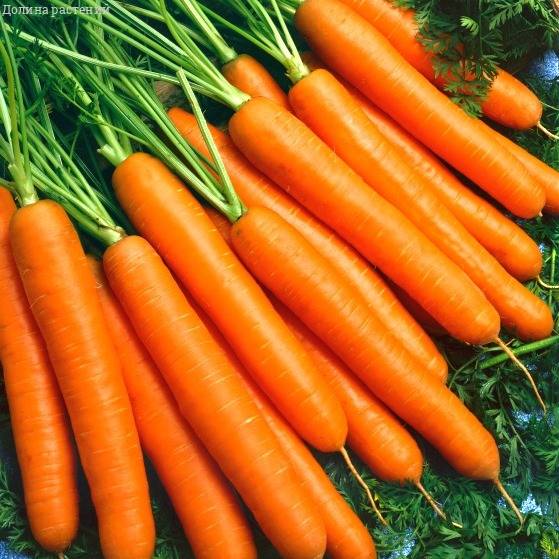 Морковь Стромболи F1(Clause/Франция) фото