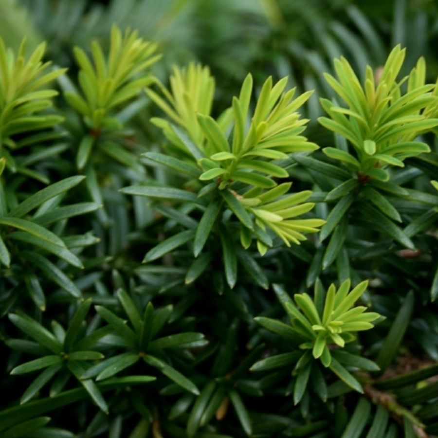 Тис средний Хикси, С3 - Dolinasad.by