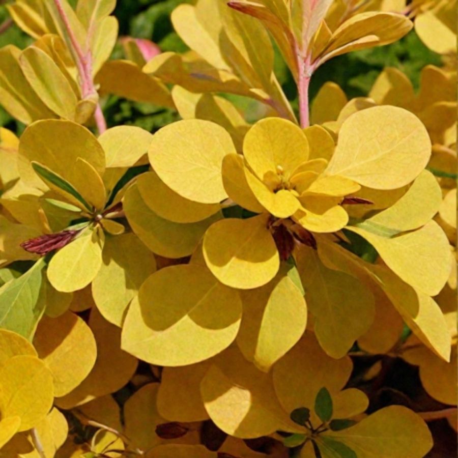 Барбарис Тунберга Ауреа, С3 - Dolinasad.by