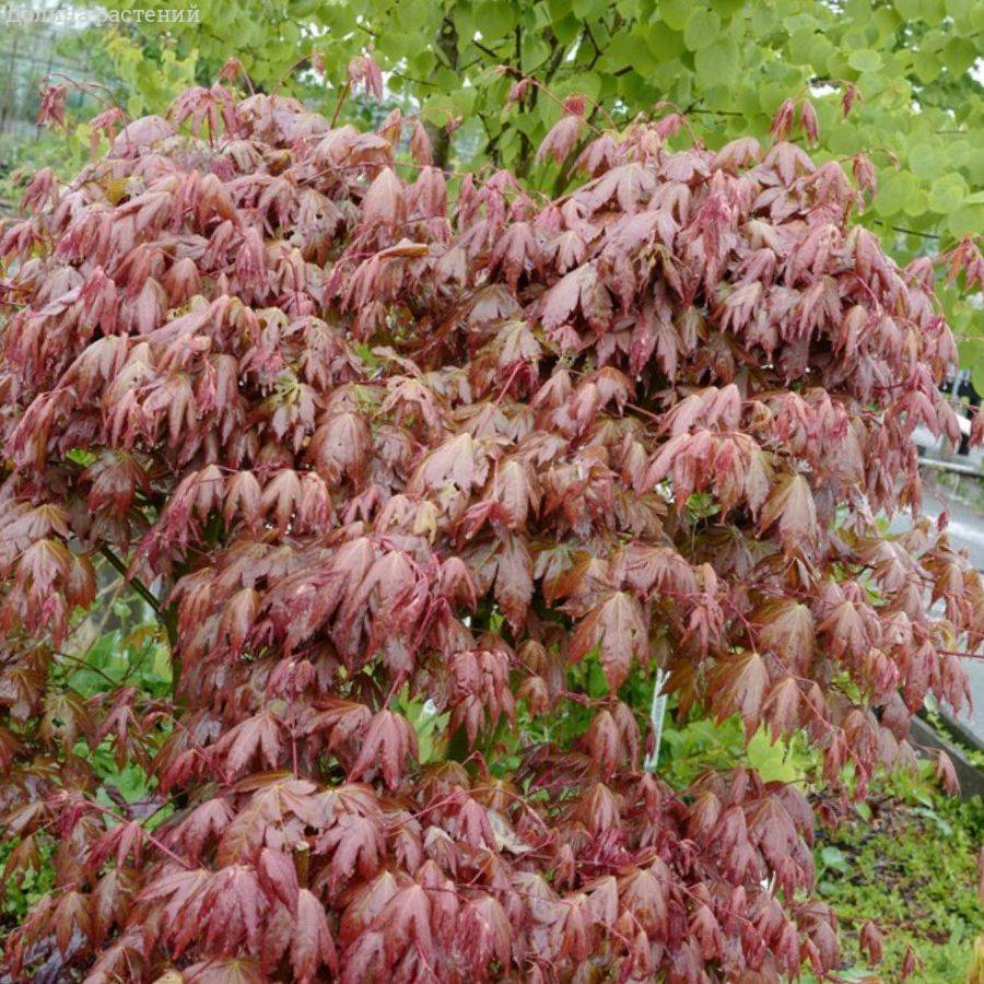 Клен пальмолистный Браун Шугар - Dolinasad.by