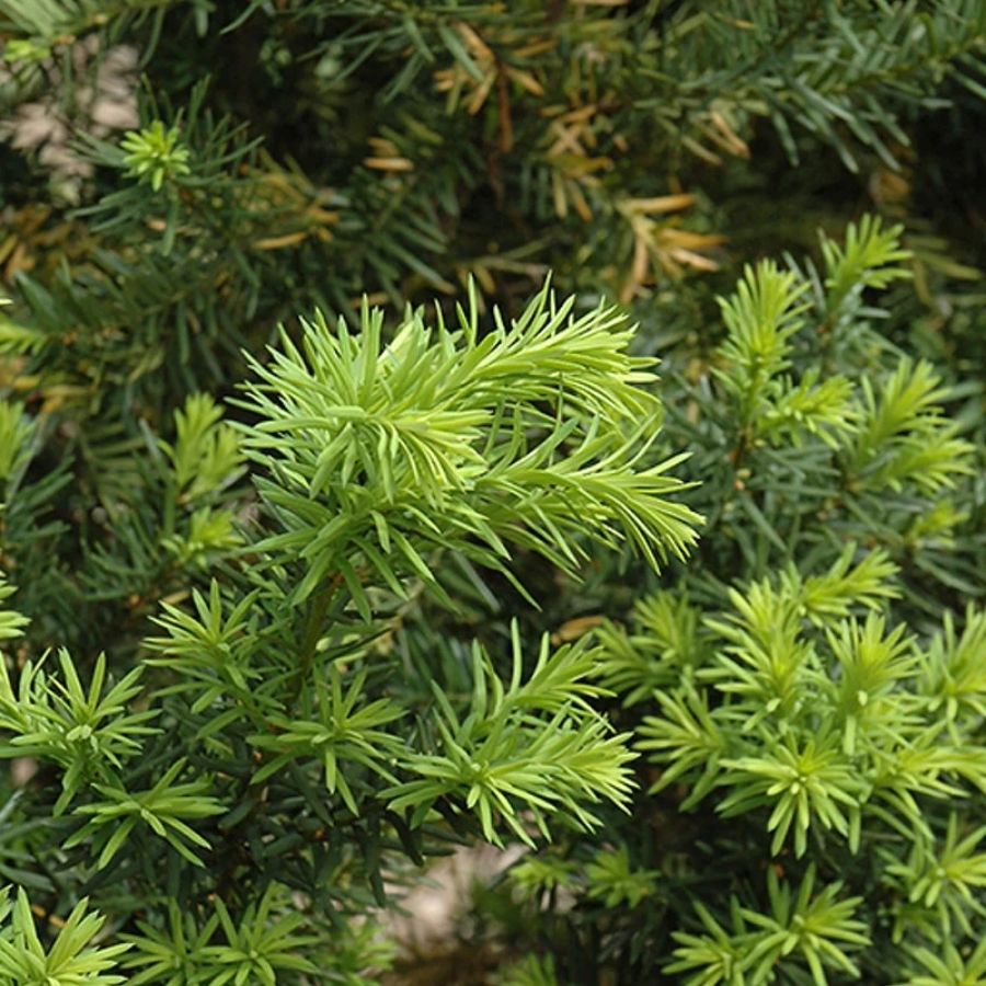 Тиc средний Дензиформис, С3 - Dolinasad.by