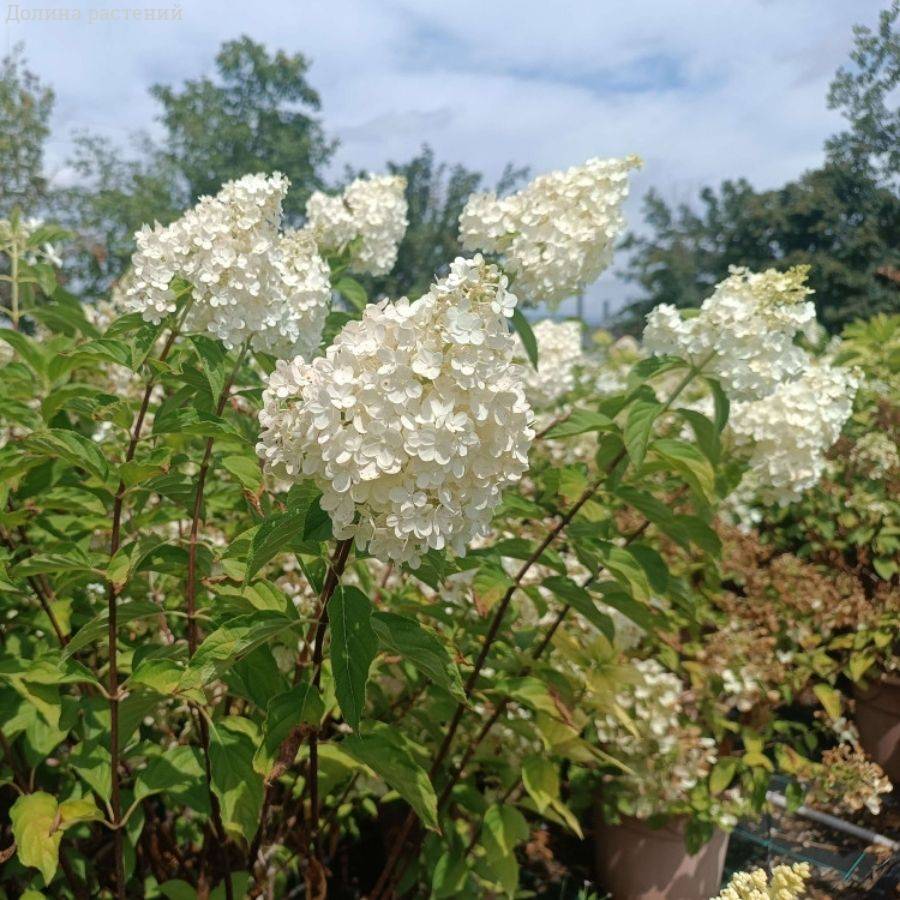 Гортензия метельчатая Ванилла Фрейз, С3 - Dolinasad.by