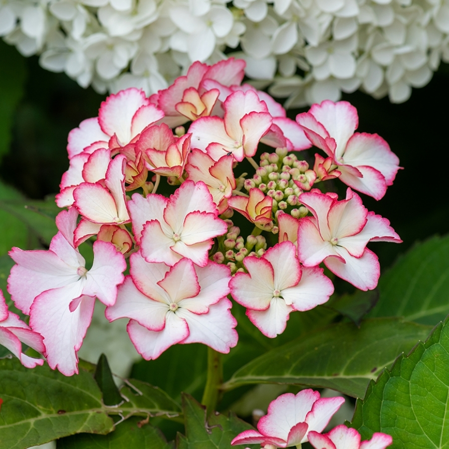 Гортензия крупнолистная Мираи - Dolinasad.by