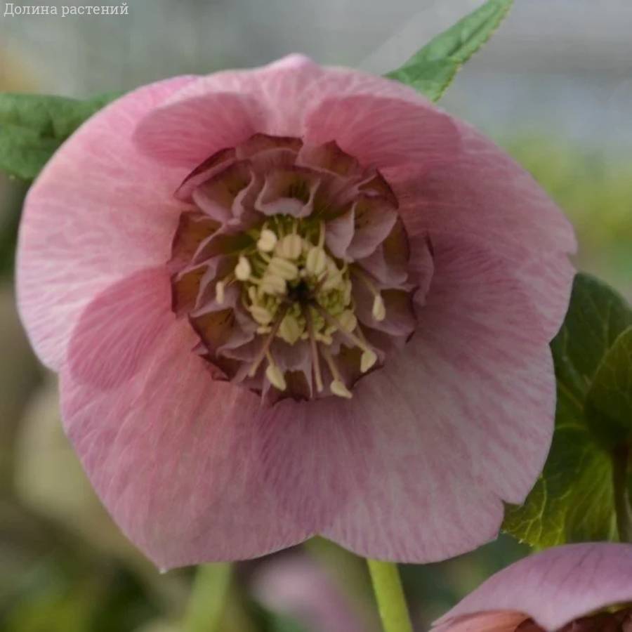 Морозник Анемон Пинк - Dolinasad.by
