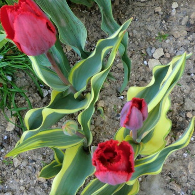 Тюльпан Криспи десижн фото