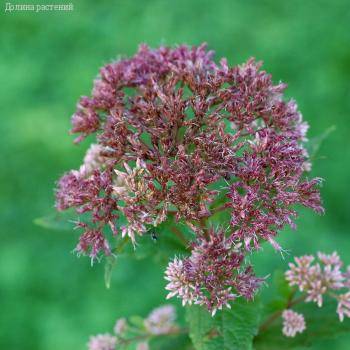 Посконник Литл Джо - Dolinasad.by