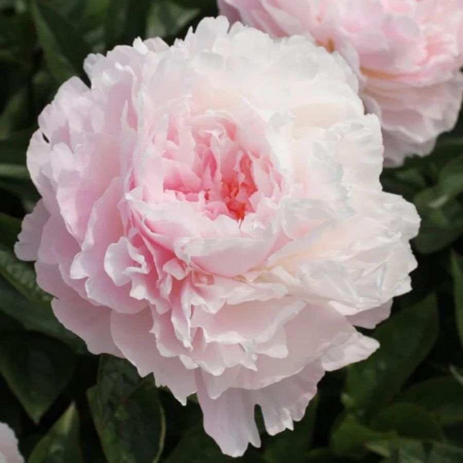 Пион Альберт Круссе - Dolinasad.by