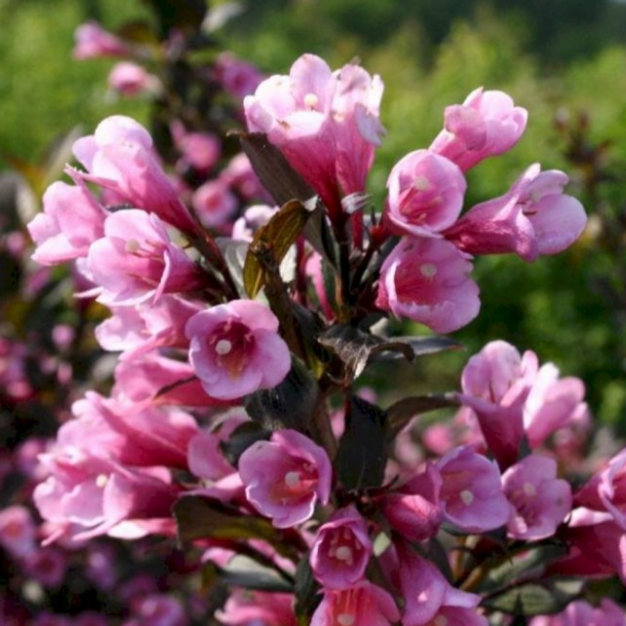 Вейгела цветущая Нана Пурпуреа, С3 - Dolinasad.by