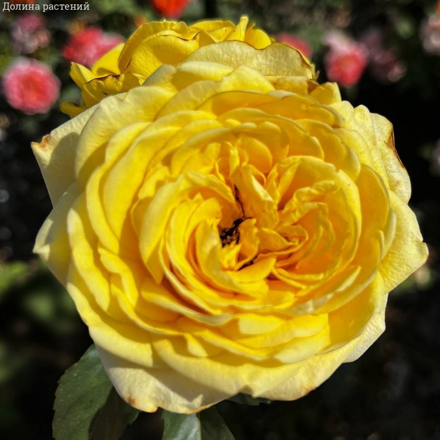 Роза Соуза Роза Соуза - Dolinasad.by