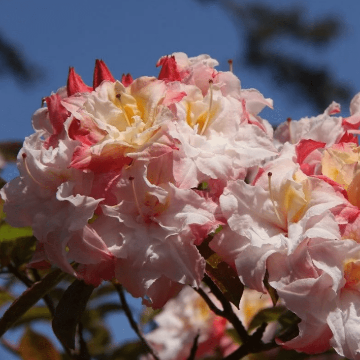 Рододендрон листопадный  "Кеннонс Дабл" фото