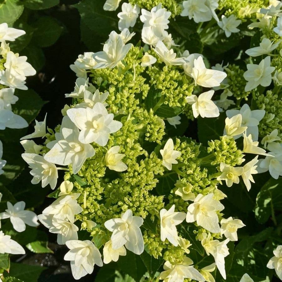 Гортензия крупнолистная Финия, С2 - Dolinasad.by