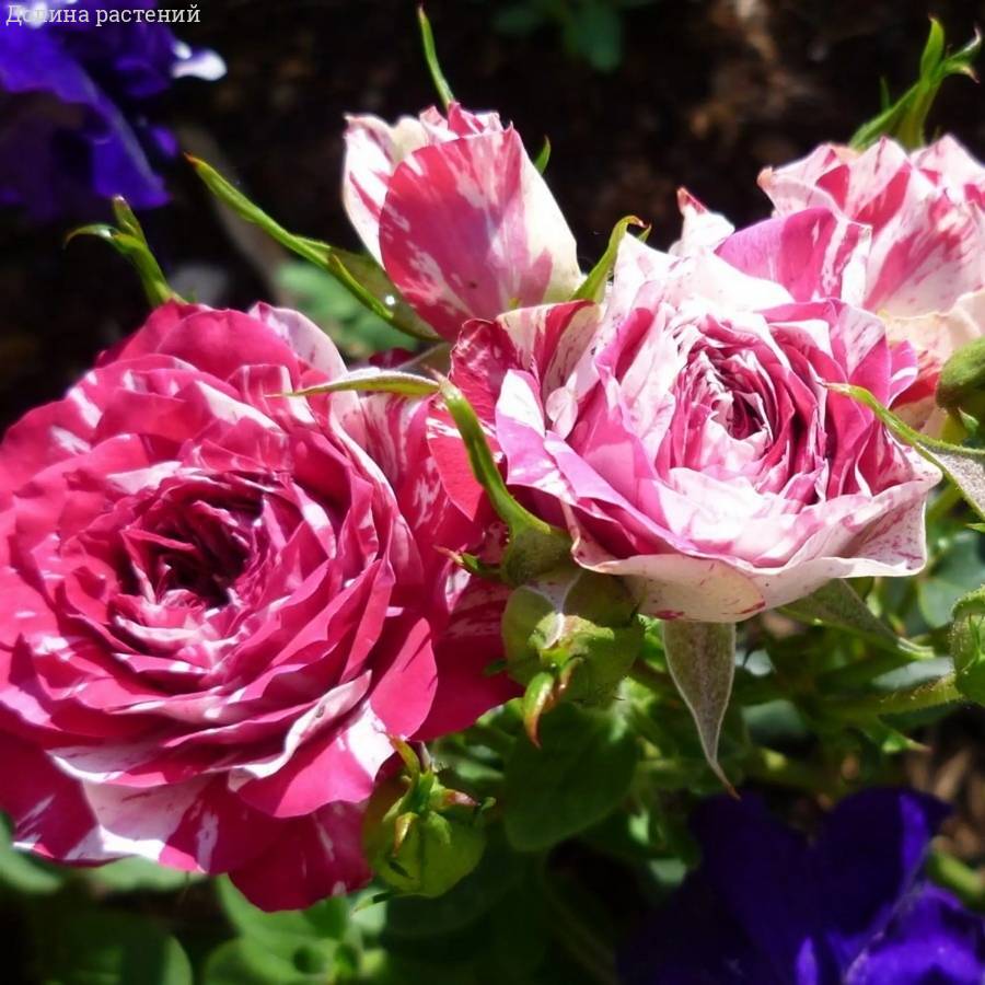 Роза Флешинг - Dolinasad.by