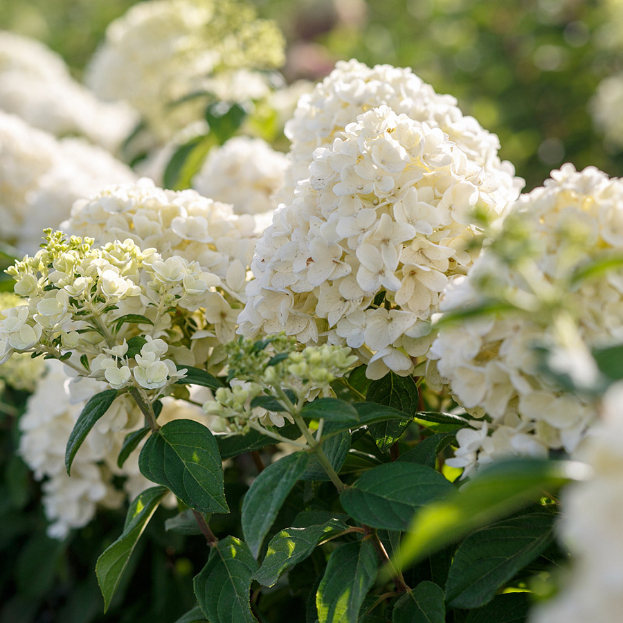 Гортензия метельчатая Саммер Сноу, С2 - Dolinasad.by