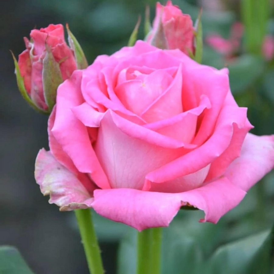 Роза Топаз в горшке - Dolinasad.by