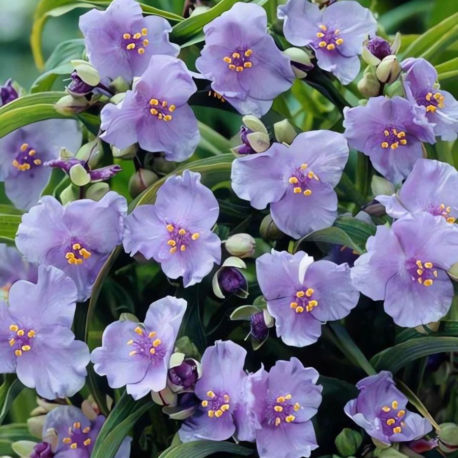 Традесканция андерсона Литл Долл - Dolinasad.by