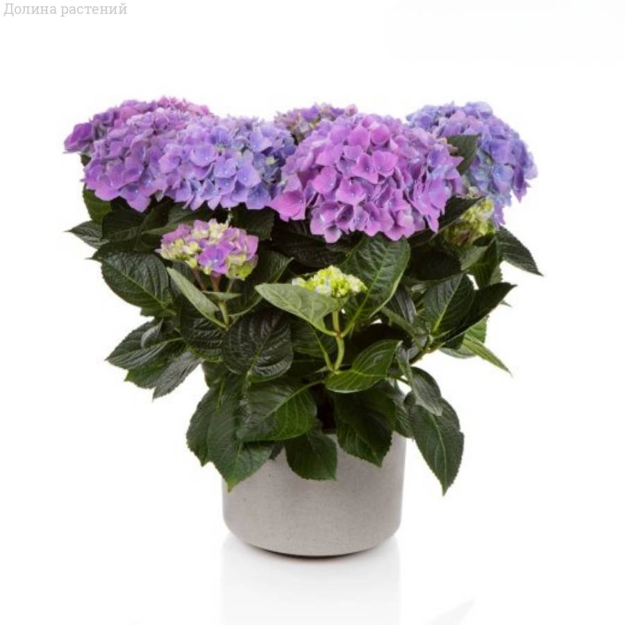 Гортензия крупнолистная Хай Скай Гортензия крупнолистная Хай Скай - Dolinasad.by