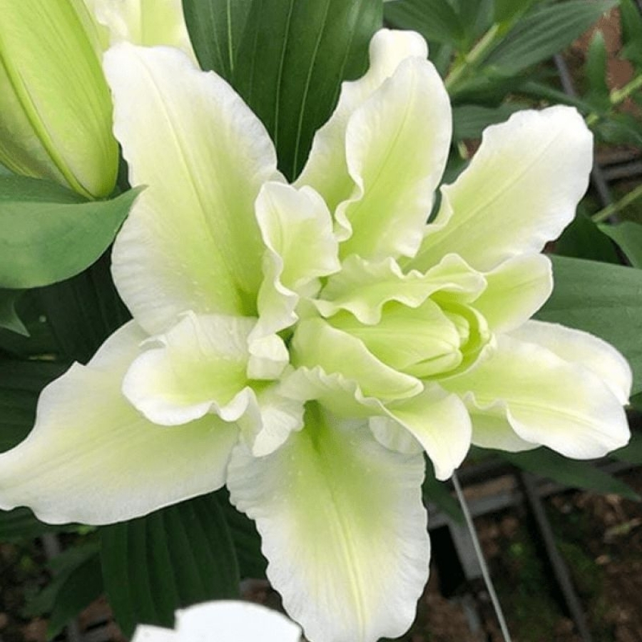 Лилия Роузлили Джоэлла Лилия Роузлили Джоэлла - Dolinasad.by