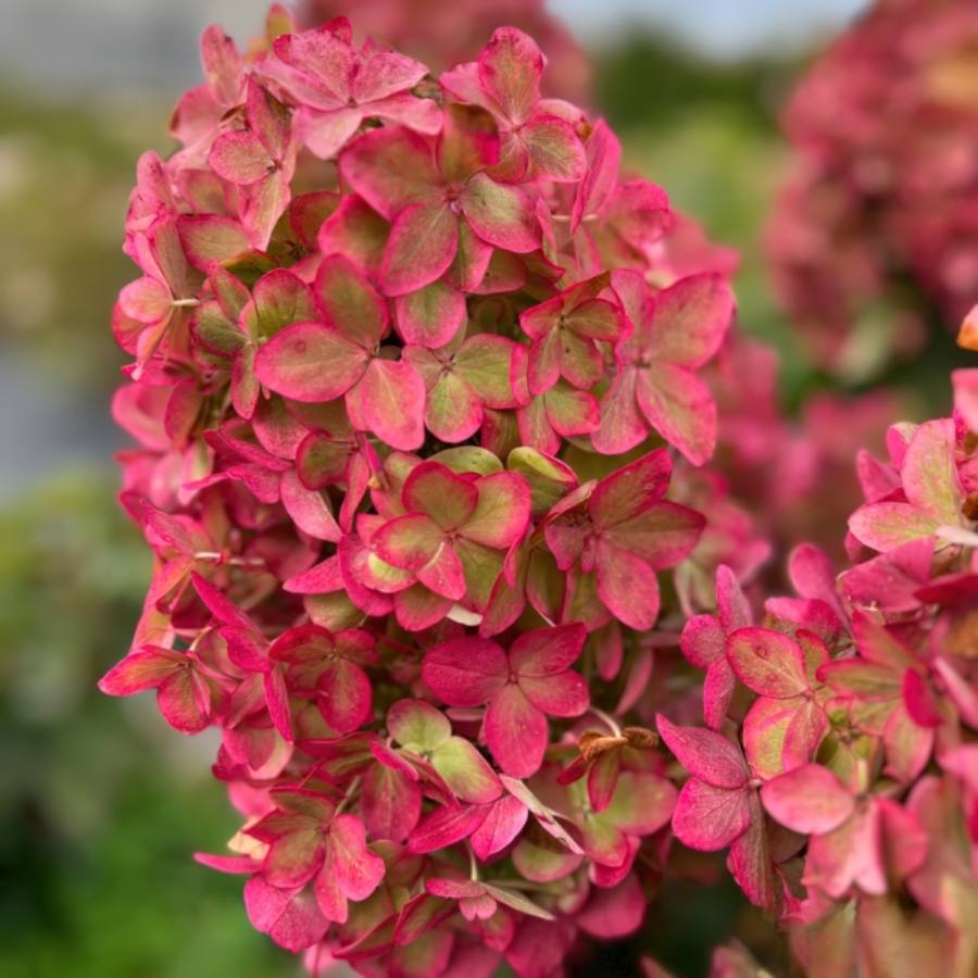 Гортензия метельчатая Металика, С2 - Dolinasad.by