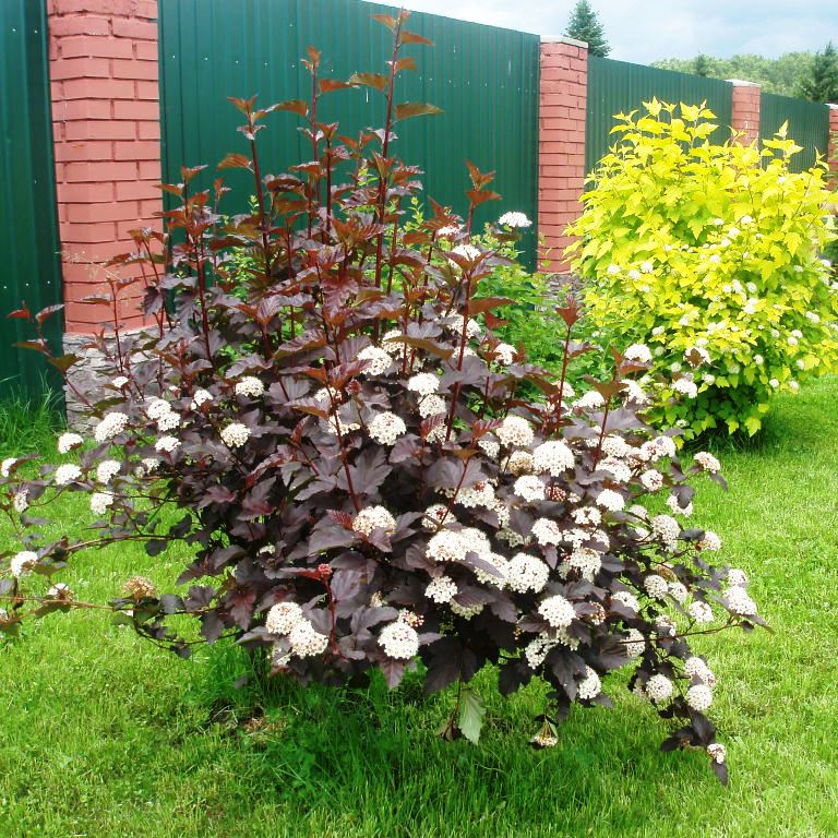 Пузыреплодник Леди ин Ред, С2 - Dolinasad.by