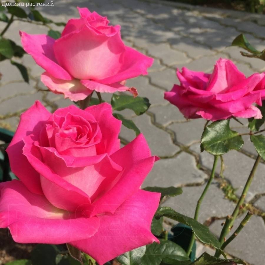 Роза Топаз в горшке - Dolinasad.by