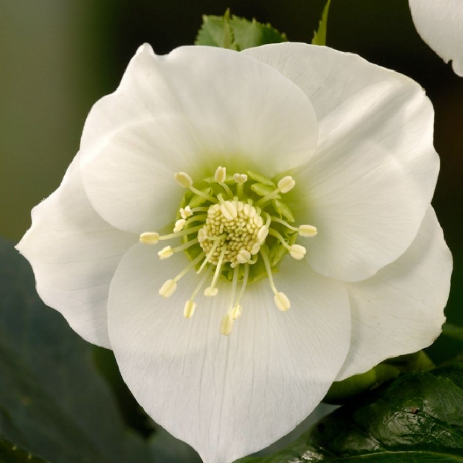 Морозник Претти Эллен Вайт - Dolinasad.by