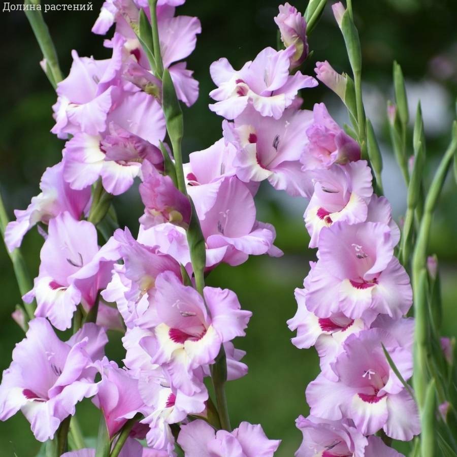 Гладиолус Замора - Dolinasad.by