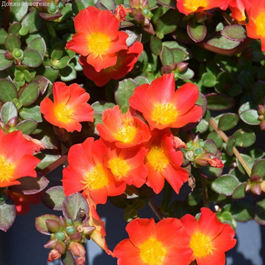 Портулак Капкейк Каррот - Dolinasad.by