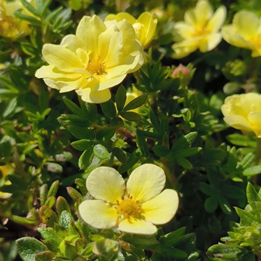 Лапчатка кустарниковая Лемон Меринг, С3 - Dolinasad.by