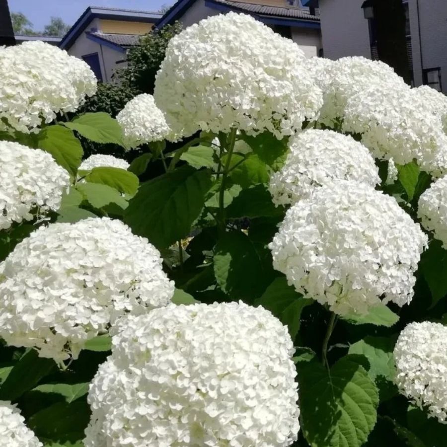 Гортензия древовидная Аннабель, С2 - Dolinasad.by