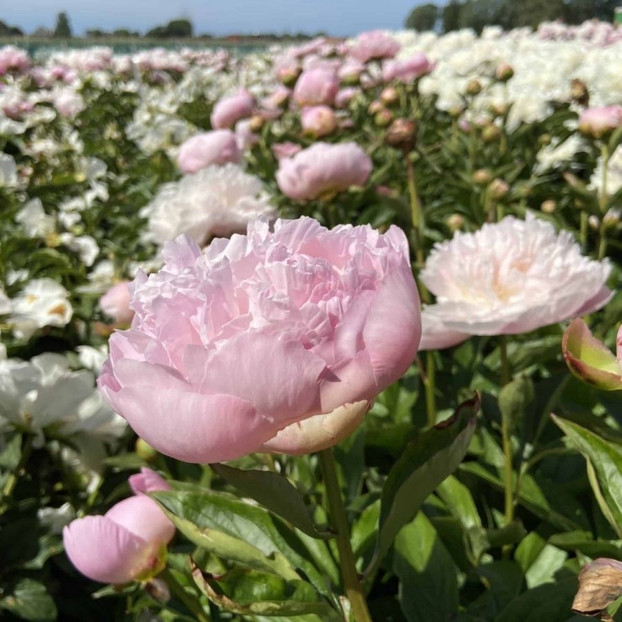 Пион Альберт Круссе - Dolinasad.by