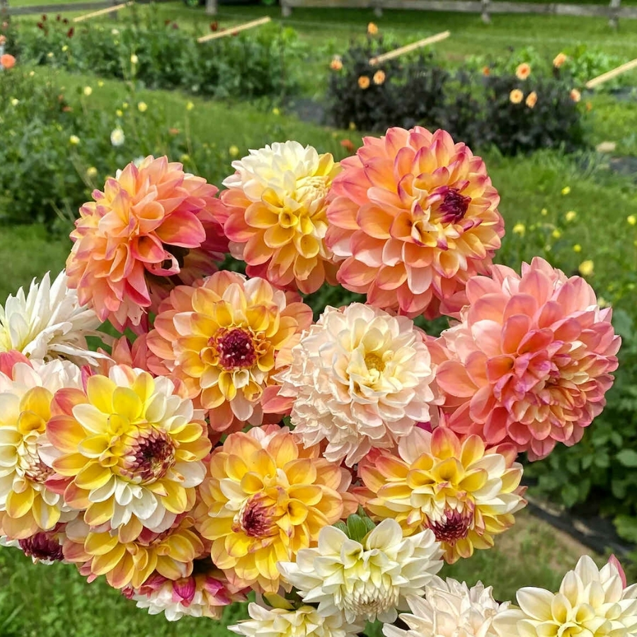 Георгина Дабл Джилл - Dolinasad.by