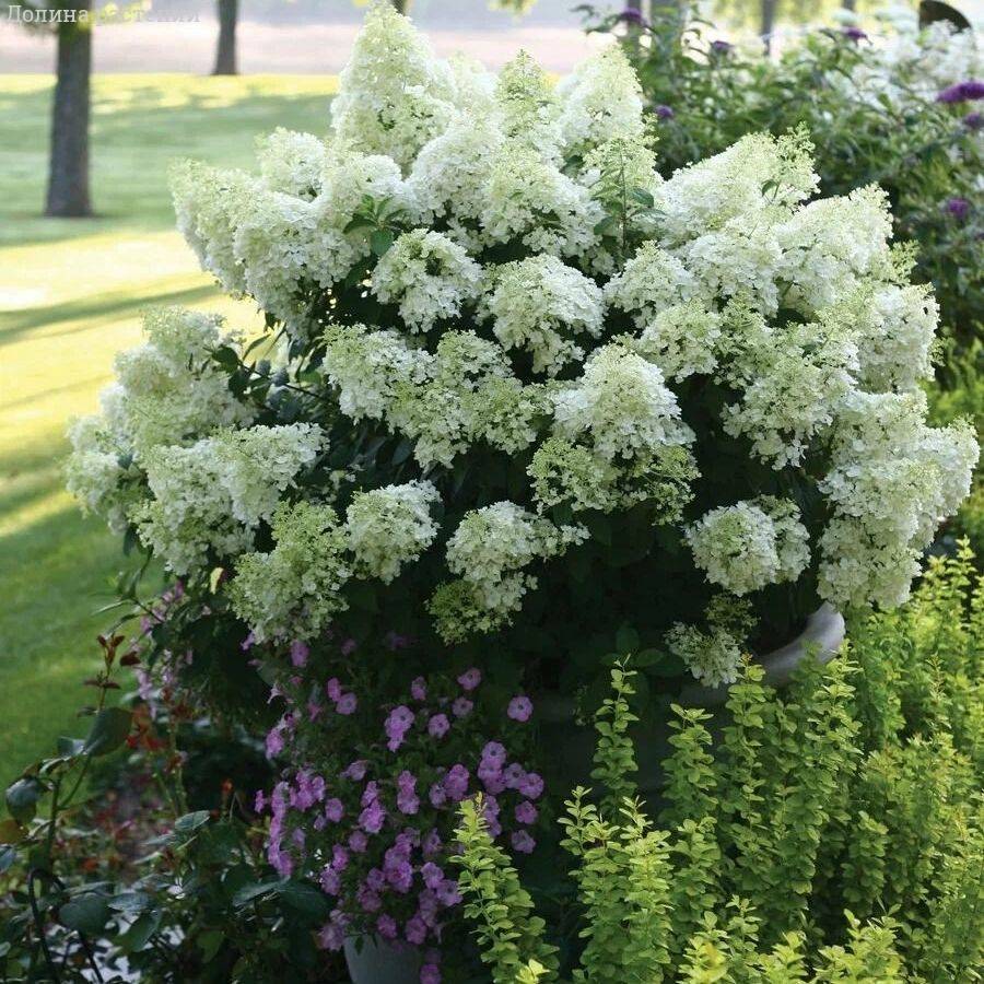 Гортензия метельчатая Дегудо, С3 - Dolinasad.by