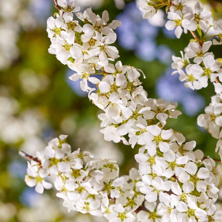 Спирея сливолистная Голдфайер, С3 - Dolinasad.by