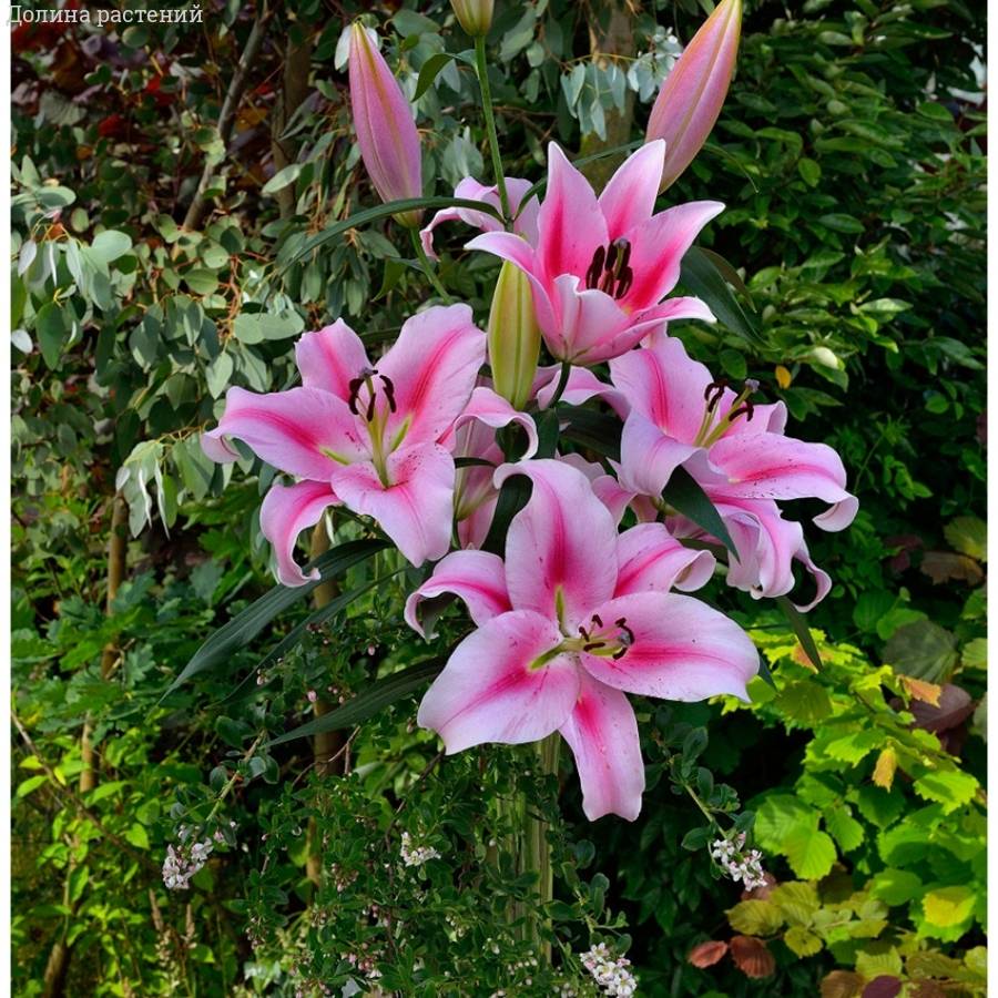 Лилия Фронтера Лилия Фронтера - Dolinasad.by