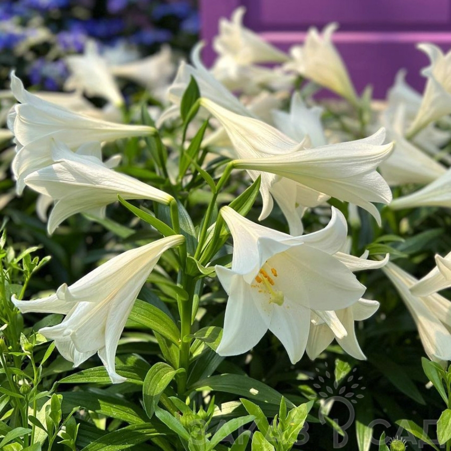 Лилия Миракл Лилия Миракл - Dolinasad.by