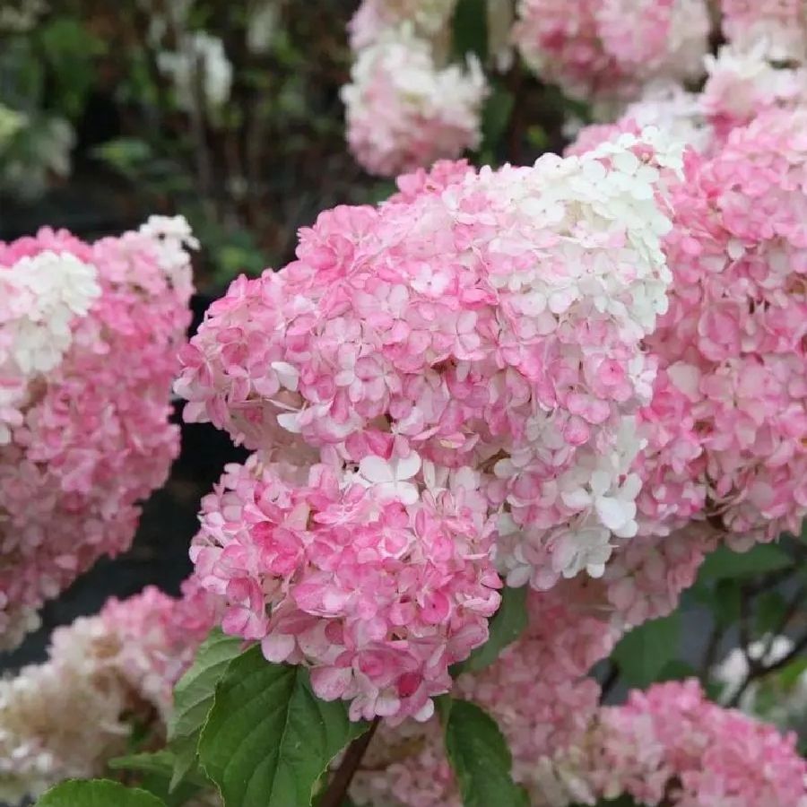 Гортензия метельчатая Ванилла Фрейз, С3 - Dolinasad.by